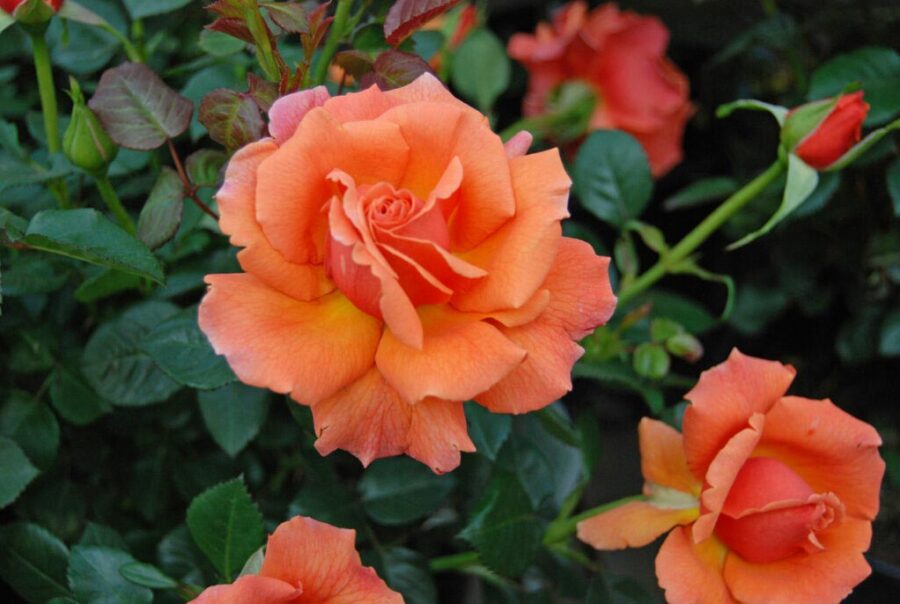 Churchill's Garden Center Exeter, NH