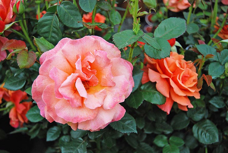 Churchill's Garden Center - Roses