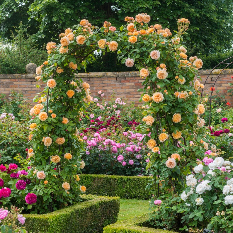 Churchill's Garden Center - Crown Princess Margareta David Austin Rose