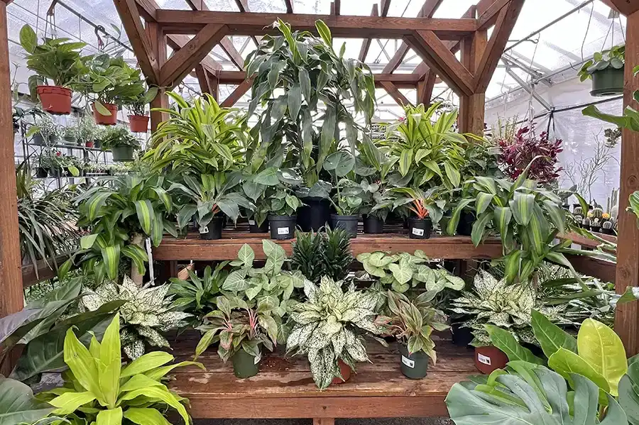 Houseplant greenhouse featuring a wide range of plants from lush ferns to exotic orchids, and trendy fiddle leaf figs to bonsai and other rare plants