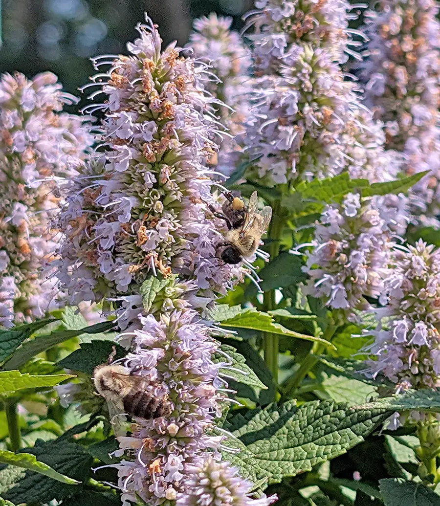 Churchill's Garden Center - Exeter, NH - Pollinator Friendly Perennials
