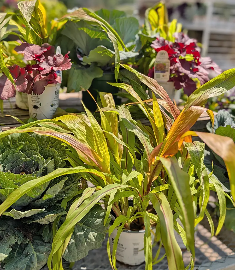 Churchill's Garden Center - Exeter, NH - Fall Annuals