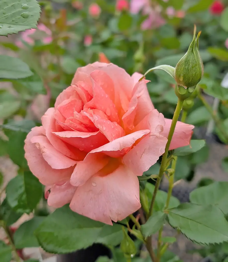 Churchill's Garden Center - Exeter, NH - Roses