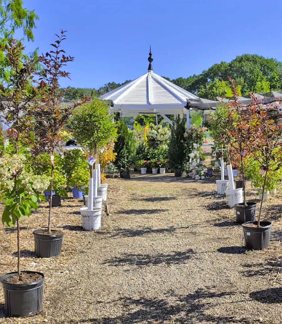 Churchill's Garden Center - Exeter, NH - Trees and Shrubs