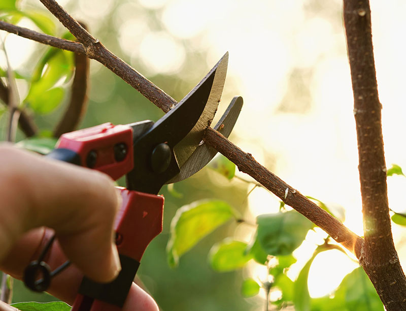 Churchill's Garden Center Free Talk - A Walk in the Nursery with a Certified Arborist with Russ Warnock from Port City Tree Care