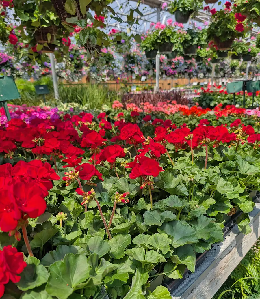 Churchill's Garden Center - Exeter, NH - Summer Annuals - Vibrant Geraniums