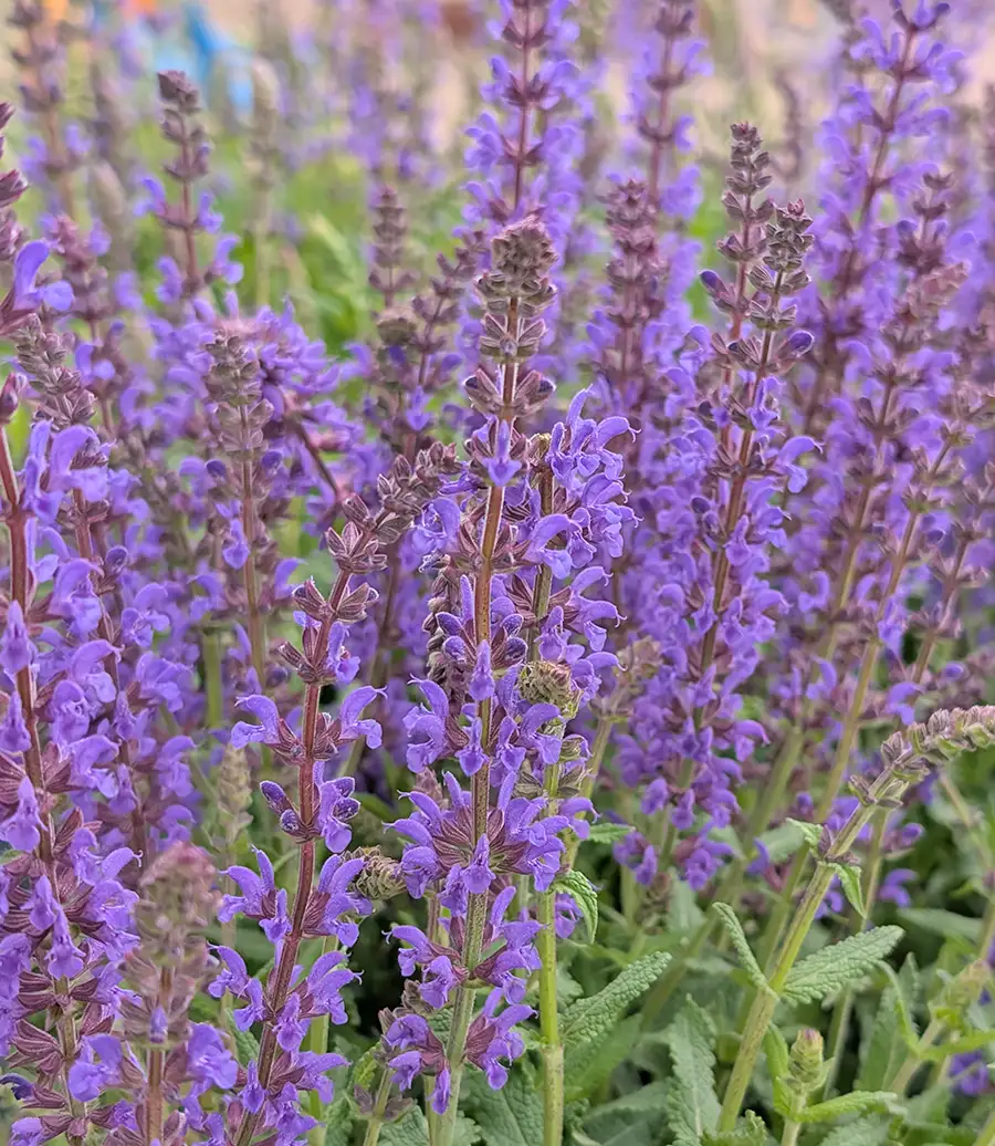 Churchill's Garden Center - Summer Perennials