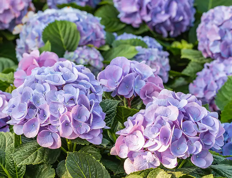Free Hydrangea Care Talk at Churchill's - Purple hydrangea flowers with deep green leaves
