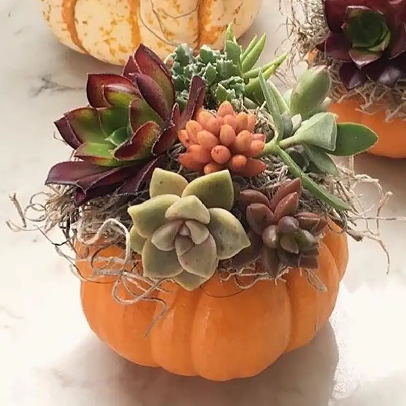 Churchill's Garden Center - Sugar Pumpkin Succulent Container Workshop